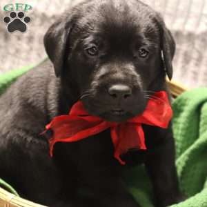 Hank, Yellow Labrador Retriever Puppy