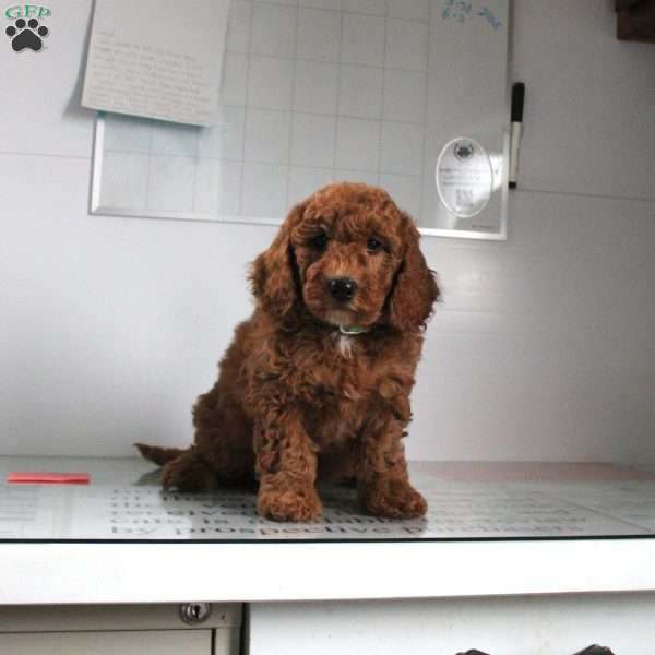 Willow, Miniature Poodle Puppy