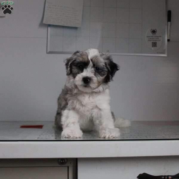 Janet, Mini Aussiedoodle Puppy