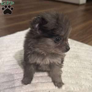 Bluey, Pomeranian Puppy