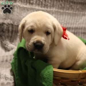 Harley, Yellow Labrador Retriever Puppy