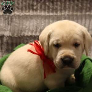 Harley, Yellow Labrador Retriever Puppy