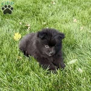 Max, Pomeranian Puppy