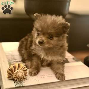 Bluey, Pomeranian Puppy