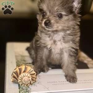 Bluey, Pomeranian Puppy