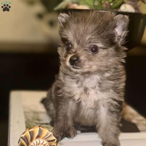 Bluey, Pomeranian Puppy