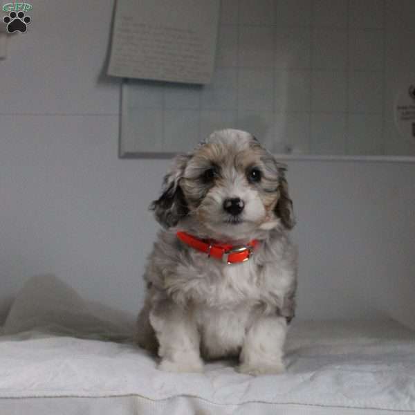 Jane, Mini Aussiedoodle Puppy