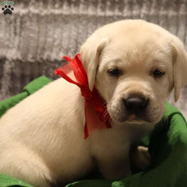 Harley, Yellow Labrador Retriever Puppy