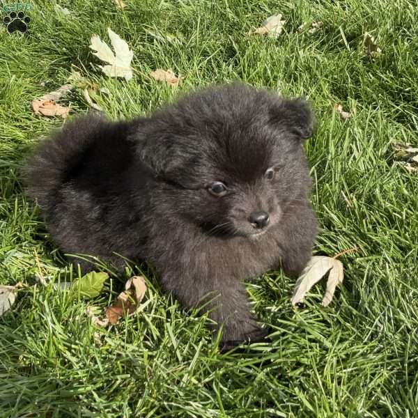 Max, Pomeranian Puppy