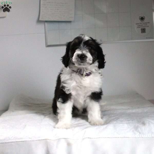 Jackie, Mini Aussiedoodle Puppy