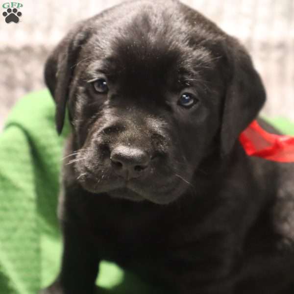 Harper, Yellow Labrador Retriever Puppy