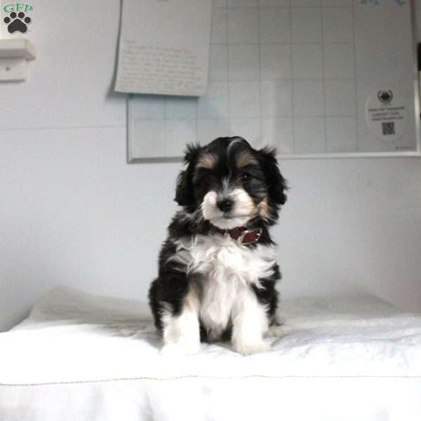 Jill, Mini Aussiedoodle Puppy