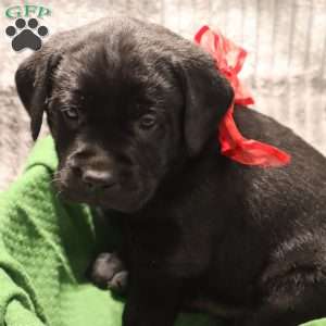 Harper, Yellow Labrador Retriever Puppy