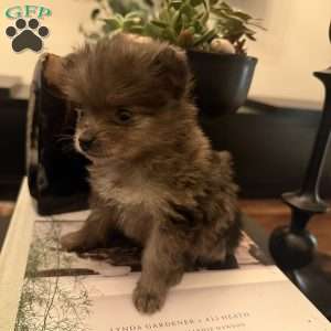 Bluey, Pomeranian Puppy