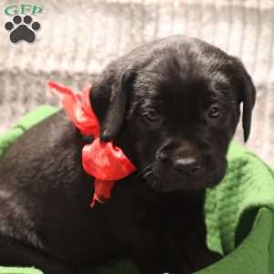 Harper, Yellow Labrador Retriever Puppy