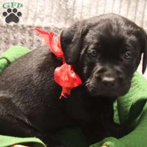 Harper, Yellow Labrador Retriever Puppy