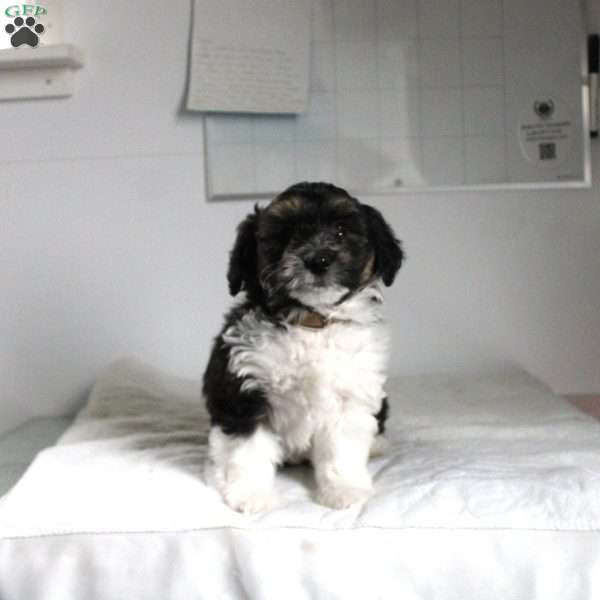 Joey, Mini Aussiedoodle Puppy