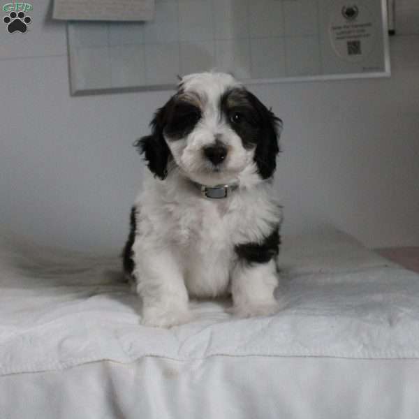 Jake, Mini Aussiedoodle Puppy