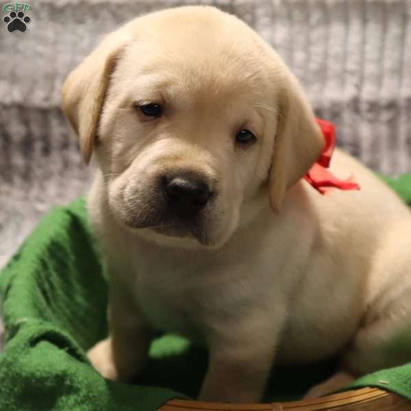 Hunter, Yellow Labrador Retriever Puppy