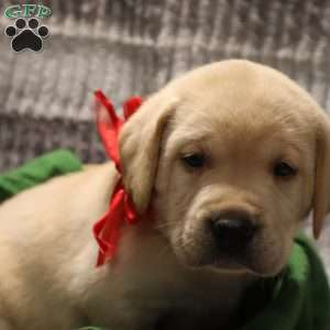 Hunter, Yellow Labrador Retriever Puppy