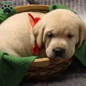 Hunter, Yellow Labrador Retriever Puppy