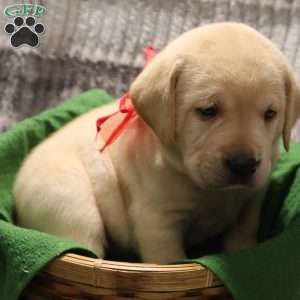 Hunter, Yellow Labrador Retriever Puppy