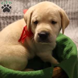 Houston, Yellow Labrador Retriever Puppy