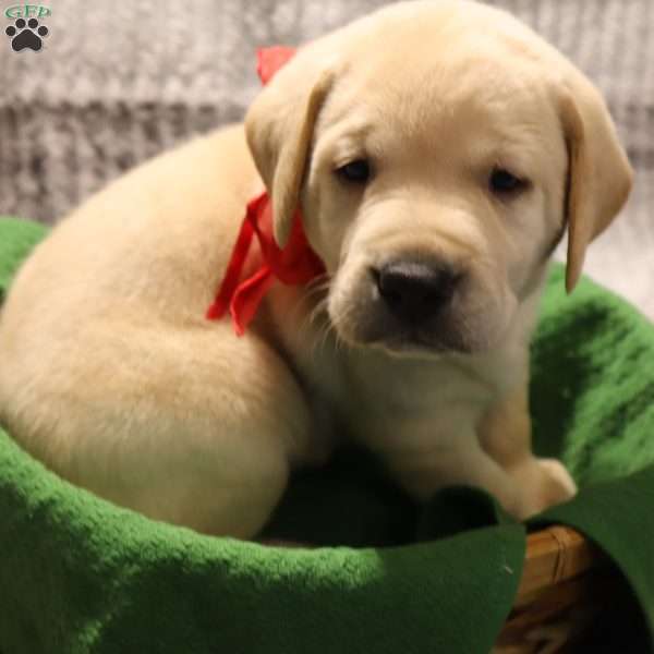 Houston, Yellow Labrador Retriever Puppy