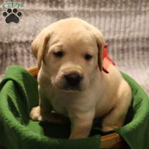 Houston, Yellow Labrador Retriever Puppy