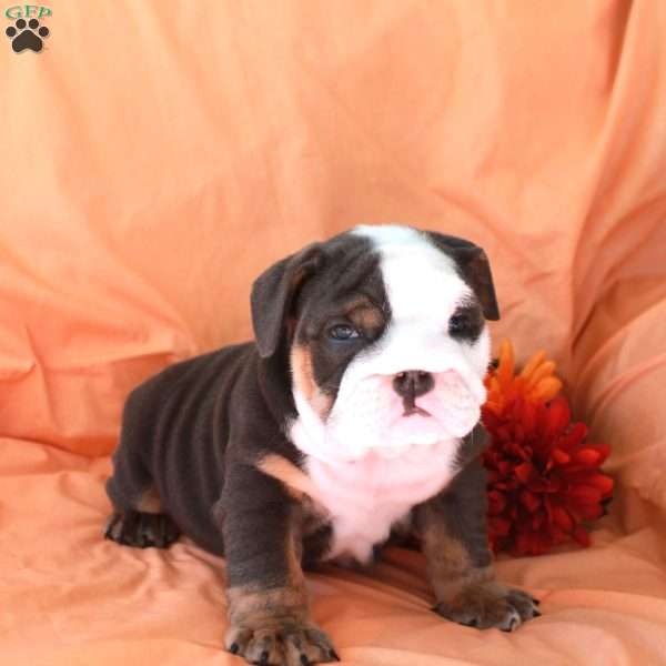 Benjie, English Bulldog Puppy