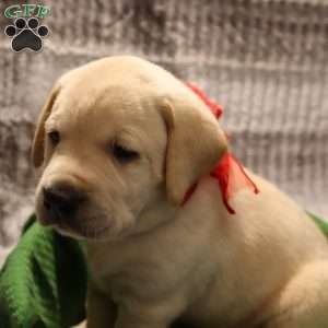 Houston, Yellow Labrador Retriever Puppy