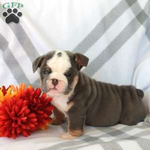 Betsy, English Bulldog Puppy