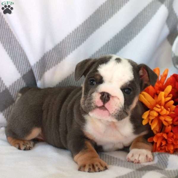 Betsy, English Bulldog Puppy