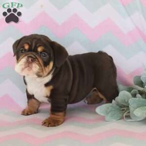 Polly, English Bulldog Puppy