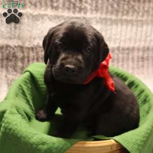 Henley, Yellow Labrador Retriever Puppy
