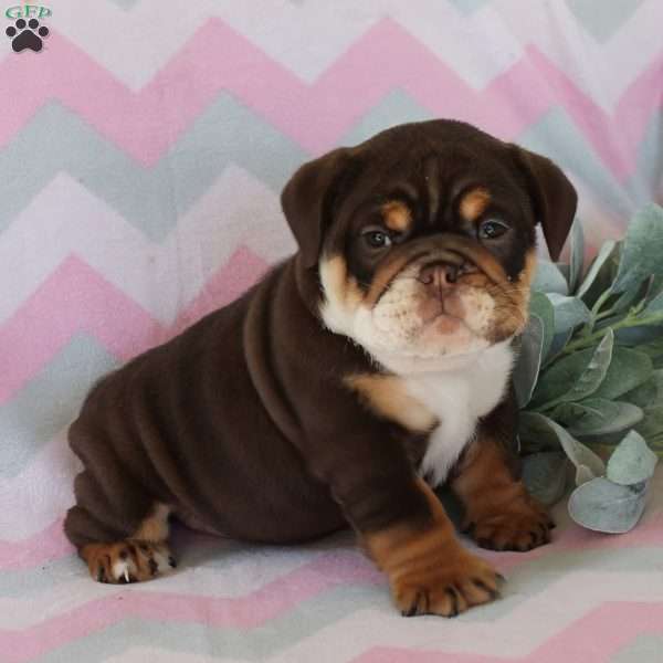 Polly, English Bulldog Puppy