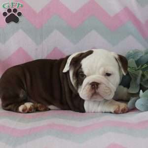 Precious, English Bulldog Puppy