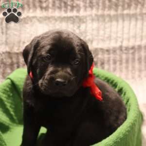 Henley, Yellow Labrador Retriever Puppy