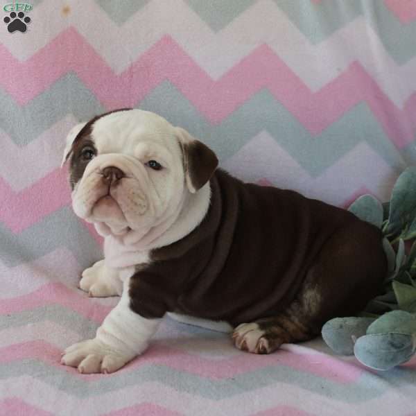 Precious, English Bulldog Puppy