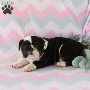 Pearl, English Bulldog Puppy