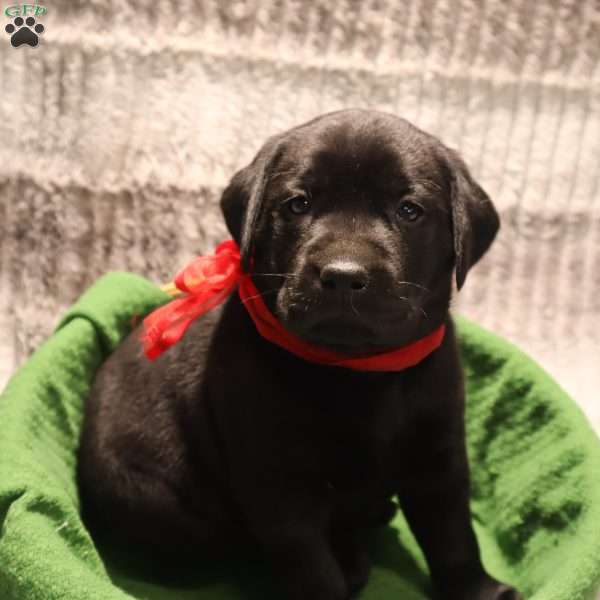 Henley, Yellow Labrador Retriever Puppy