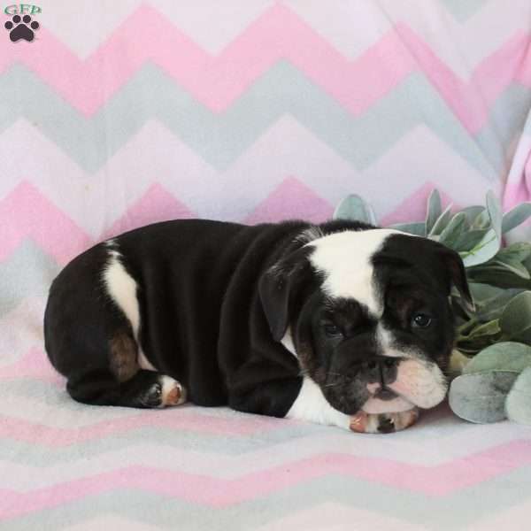 Pearl, English Bulldog Puppy