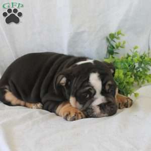 Pudgy, English Bulldog Puppy