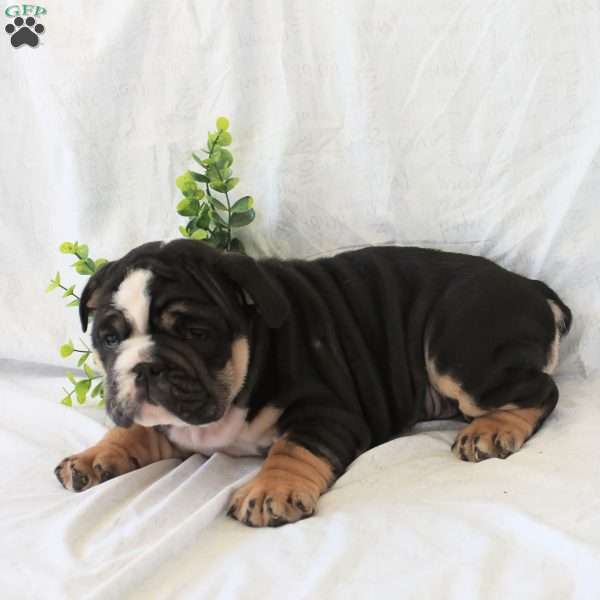 Pudgy, English Bulldog Puppy