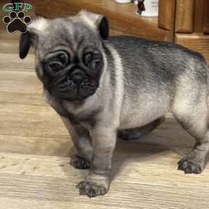 Bear, Pug Puppy