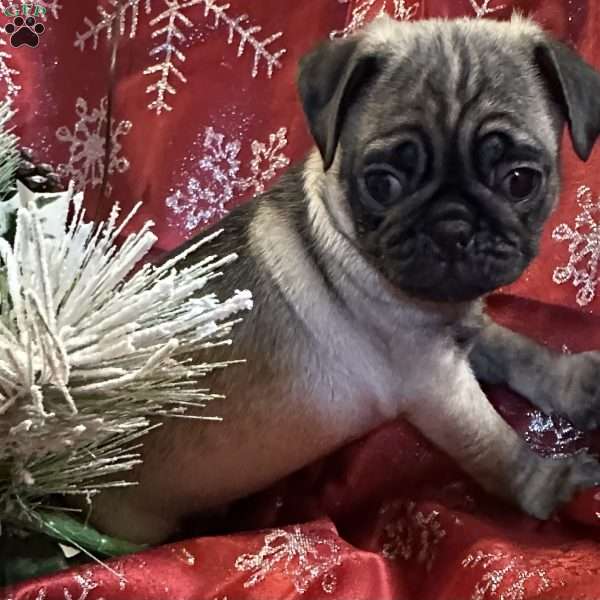 Bear, Pug Puppy