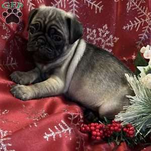 Bear, Pug Puppy