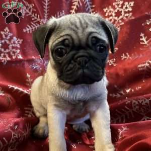 Belle, Pug Puppy