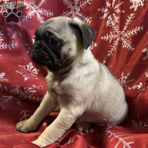 Belle, Pug Puppy