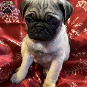 Belle, Pug Puppy